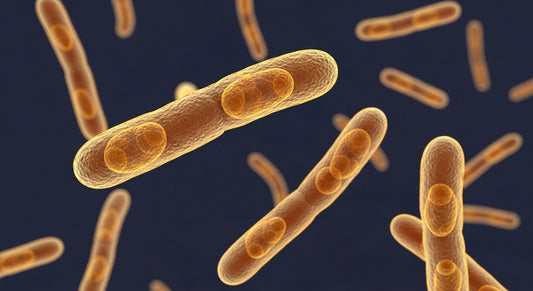 The Vaginal Microbiome: The Ecosystem You Were Never Taught About